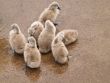 Cygnets