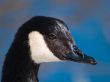 Canada goose close-up