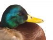 Mallard Duck