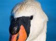 Mute Swan