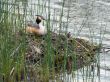 Great Crested Grebe