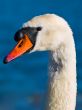 Mute Swan