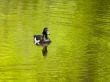 Tufted duck (Aythya fuligula)