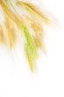 Wheat