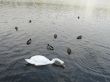 swan and ducks on a lake