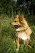 Spitz dog