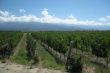 vine yards in the Andes