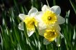  yellow narcissus