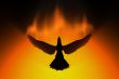 phoenix rising