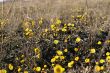 yellow flowers