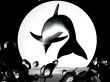 dolphin