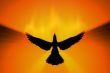 phoenix rising