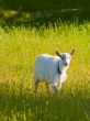 Goat kid on a grass