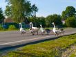 Gooses crossing a road