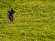 Goat kid on a grass