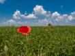 Poppy flower in field