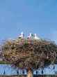 Stork family