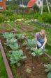 Weеding a vegetable garden