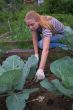 Weеding a vegetable garden