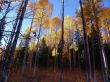 Autumn Spledser