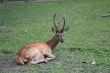 Deer rests