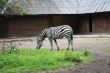 Zebra eats