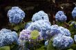 Blue flowerses