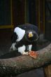 eagle eat