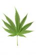 cannabis