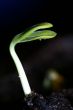 new life plant