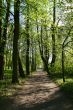 tree alley
