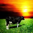 mooo