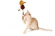 kitten is playing