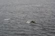 Dolphine
