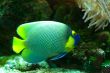 Marine Fish