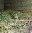 Black-tailed Prairie Dog