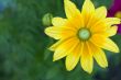 Yellow Flower