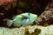 Piccaso Trigger Fish