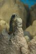 Meerkat