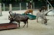 Zoo Animals