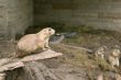 Black-tailed Prairie Dog