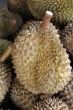 Durian