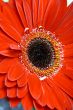 red flower