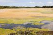 Algaed Lake