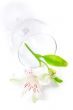 White amaryllis