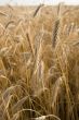 Cereal Plant