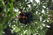Papaya on the tree