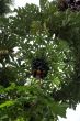 Papaya tree