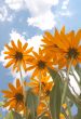 Yellow flowers