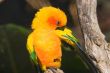 Sun Conure